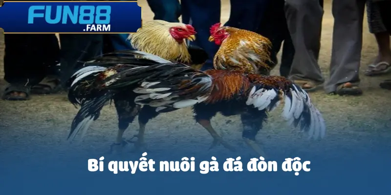 Gà Đá Đòn Độc: Bí Quyết Chiến Thắng Chớp Nhoáng 4 ga-da-don-doc