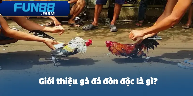 Gà Đá Đòn Độc: Bí Quyết Chiến Thắng Chớp Nhoáng 2 ga-da-don-doc